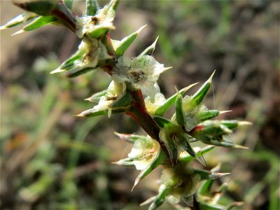 Ruthenisches Salzkraut (Salsola tragus) an den Oftersheimer Dünen