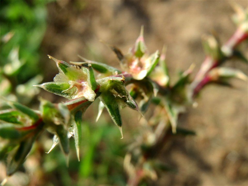 Ruthenisches Salzkraut (Salsola tragus) an den Oftersheimer Dünen
