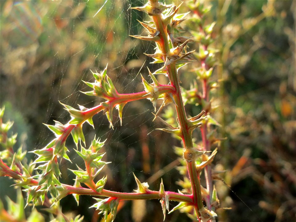 Ruthenisches Salzkraut (Salsola tragus) an den Oftersheimer Dünen