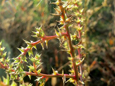 Ruthenisches Salzkraut (Salsola tragus) an den Oftersheimer Dünen