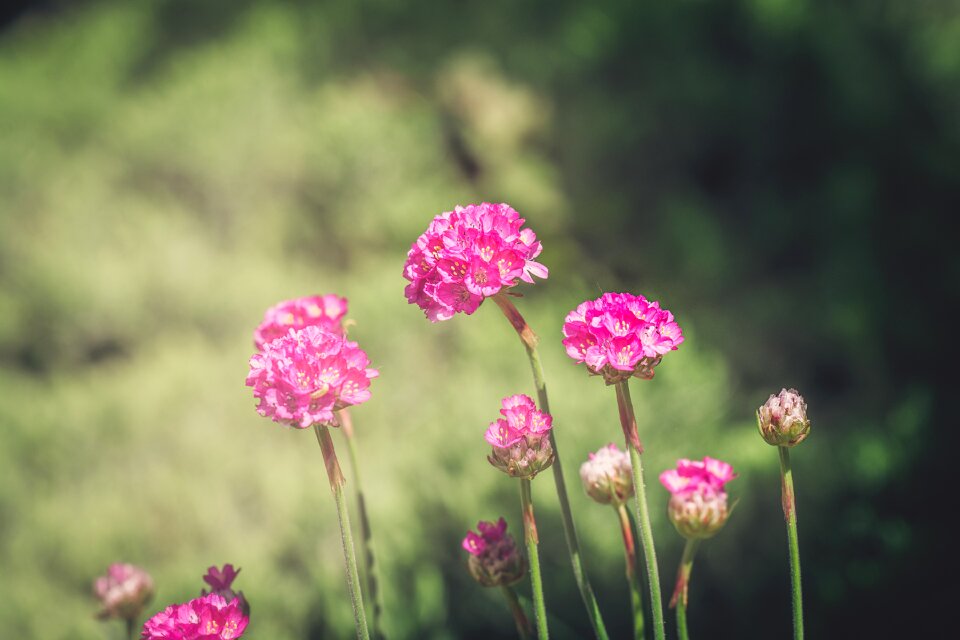 Pink blossoms garden in the garden photo