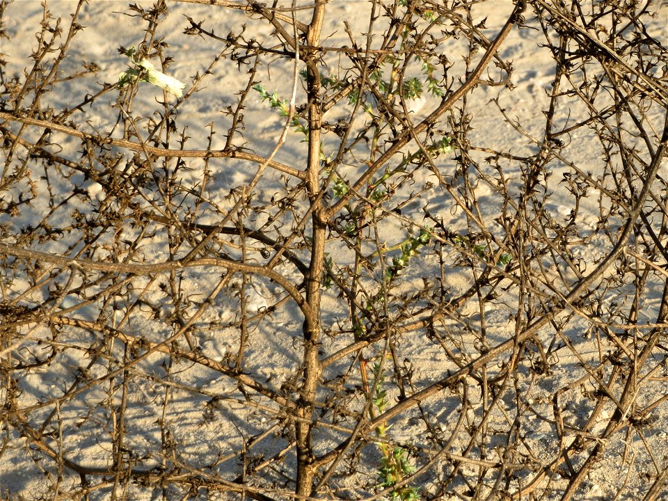 "Steppenroller" vom Ruthenischen Salzkraut (Salsola tragus) an den Oftersheimer Dünen