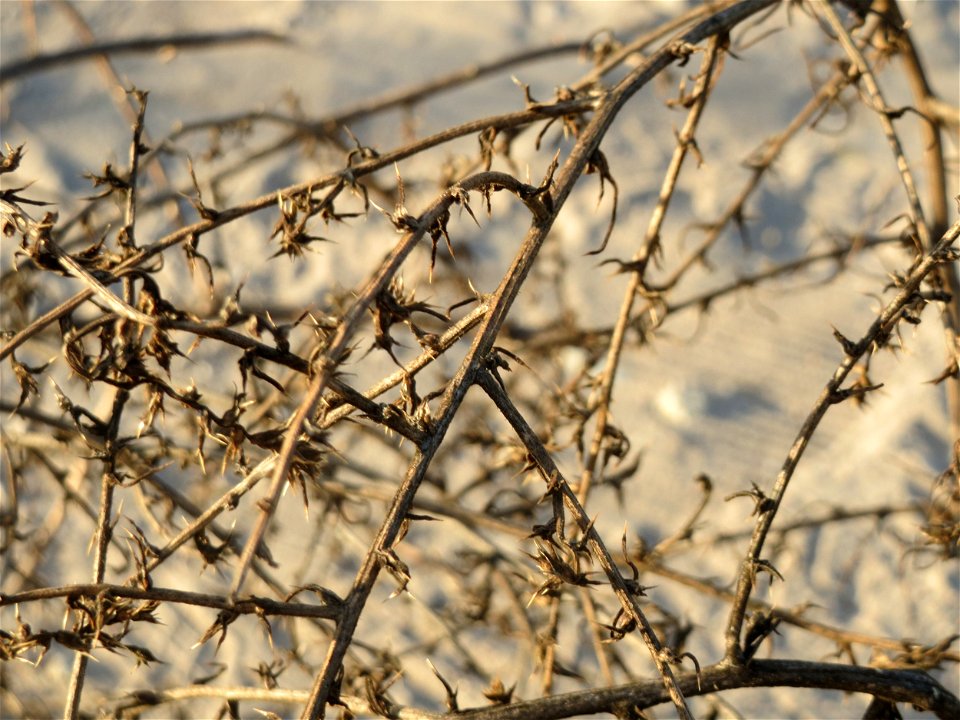 "Steppenroller" vom Ruthenischen Salzkraut (Salsola tragus) an den Oftersheimer Dünen