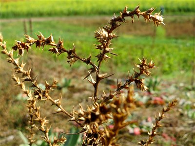 Ruthenisches Salzkraut (Salsola tragus) an den Oftersheimer Dünen