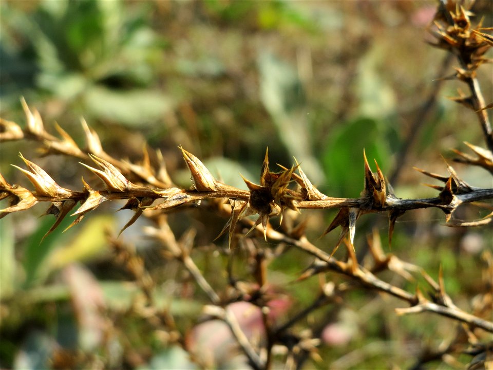 Ruthenisches Salzkraut (Salsola tragus) an den Oftersheimer Dünen