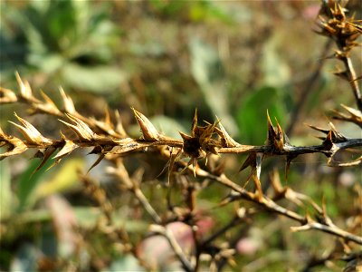 Ruthenisches Salzkraut (Salsola tragus) an den Oftersheimer Dünen