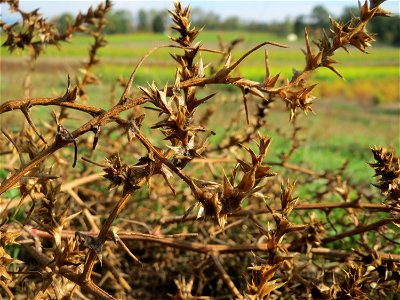 Ruthenisches Salzkraut (Salsola tragus) an den Oftersheimer Dünen