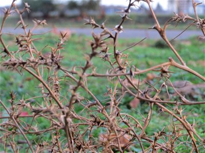 Ruthenisches Salzkraut (Kali tragus) an der A61 bei Hockenheim - der Winterstreudienst macht die Verbreitung des Salzkrauts am Autobahndamm möglich
