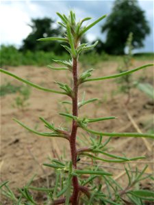 Ruthenisches Salzkraut (Salsola tragus) an den Oftersheimer Dünen - für die Jahreszeit noch recht kümmerlich