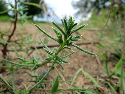 Ruthenisches Salzkraut (Salsola tragus) an den Oftersheimer Dünen - für die Jahreszeit noch recht kümmerlich
