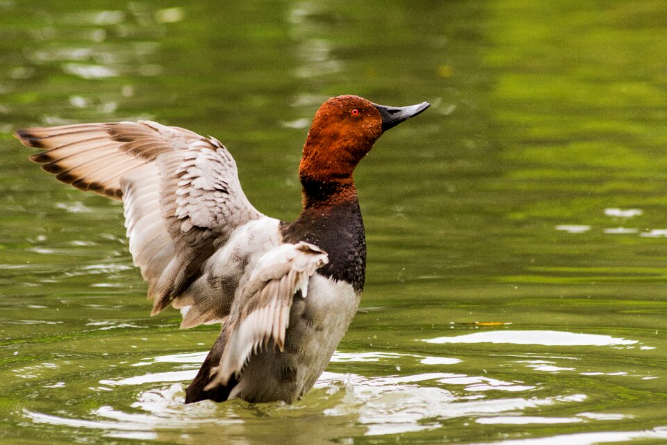 Natural nature duck