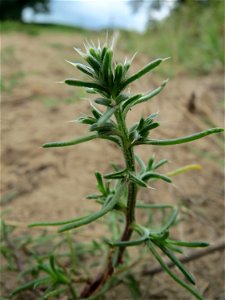 Ruthenisches Salzkraut (Salsola tragus) an den Oftersheimer Dünen - für die Jahreszeit noch recht kümmerlich