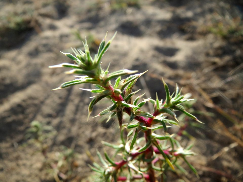 Ruthenisches Salzkraut (Kali tragus oder Salsola tragus) an den Oftersheimer Dünen - dieses Jahr nur recht spärlich