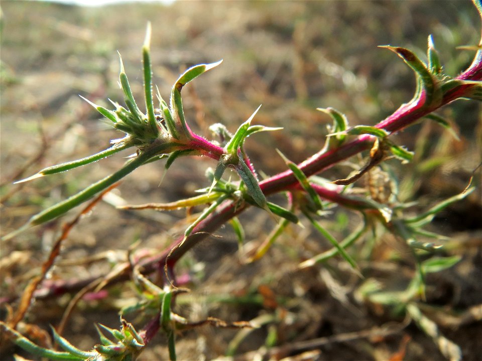 Ruthenisches Salzkraut (Kali tragus oder Salsola tragus) an den Oftersheimer Dünen - dieses Jahr nur recht spärlich