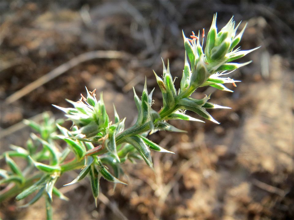 Ruthenisches Salzkraut (Kali tragus oder Salsola tragus) an den Oftersheimer Dünen - dieses Jahr nur recht spärlich