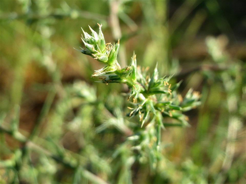 Ruthenisches Salzkraut (Kali tragus oder Salsola tragus) an den Oftersheimer Dünen - dieses Jahr nur recht spärlich