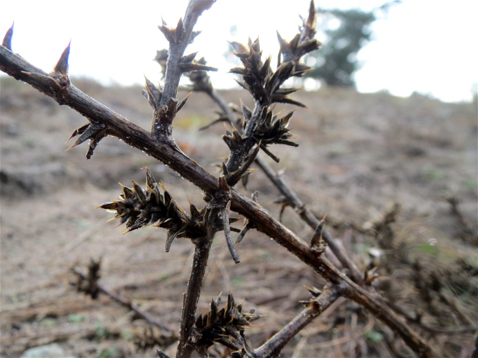 Ruthenisches Salzkraut (Kali tragus) im Naturschutzgebiet Hirschacker und Dossenwald