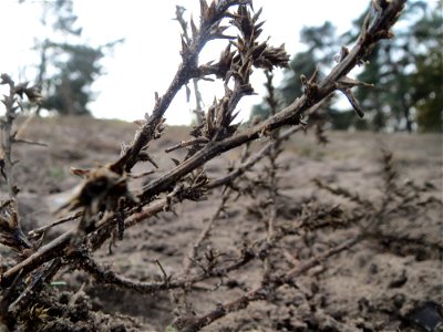 Ruthenisches Salzkraut (Kali tragus) im Naturschutzgebiet Hirschacker und Dossenwald