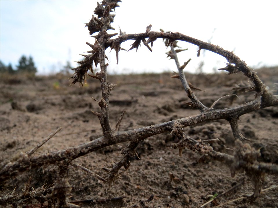 Ruthenisches Salzkraut (Kali tragus) im Naturschutzgebiet Hirschacker und Dossenwald