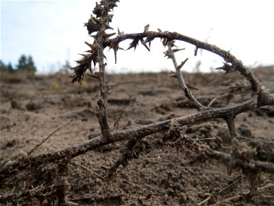 Ruthenisches Salzkraut (Kali tragus) im Naturschutzgebiet Hirschacker und Dossenwald