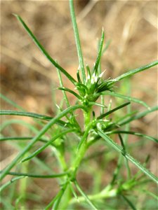noch ganz junges Ruthenisches Salzkraut (Kali tragus oder Salsola tragus) an der A61 bei Hockenheim - der Winterstreudienst macht die Verbreitung des Salzkrauts am Autobahndamm möglich