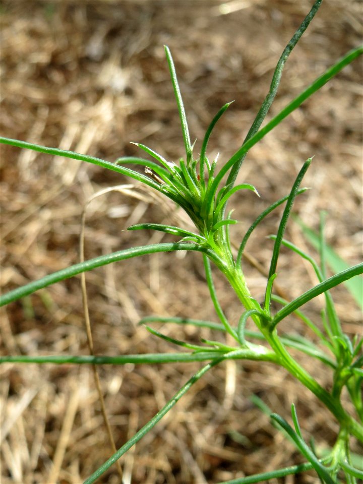 noch ganz junges Ruthenisches Salzkraut (Kali tragus oder Salsola tragus) an der A61 bei Hockenheim - der Winterstreudienst macht die Verbreitung des Salzkrauts am Autobahndamm möglich