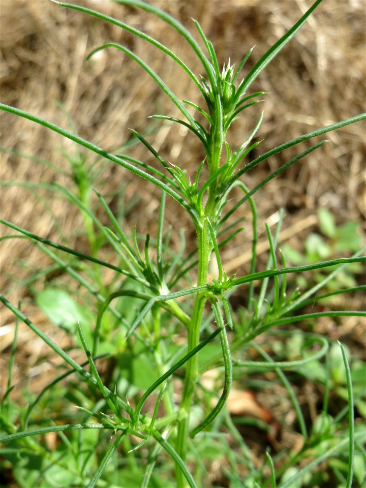 noch ganz junges Ruthenisches Salzkraut (Kali tragus oder Salsola tragus) an der A61 bei Hockenheim - der Winterstreudienst macht die Verbreitung des Salzkrauts am Autobahndamm möglich