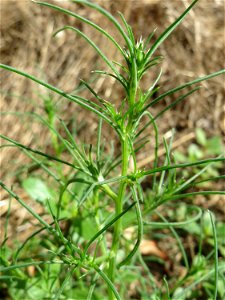 noch ganz junges Ruthenisches Salzkraut (Kali tragus oder Salsola tragus) an der A61 bei Hockenheim - der Winterstreudienst macht die Verbreitung des Salzkrauts am Autobahndamm möglich