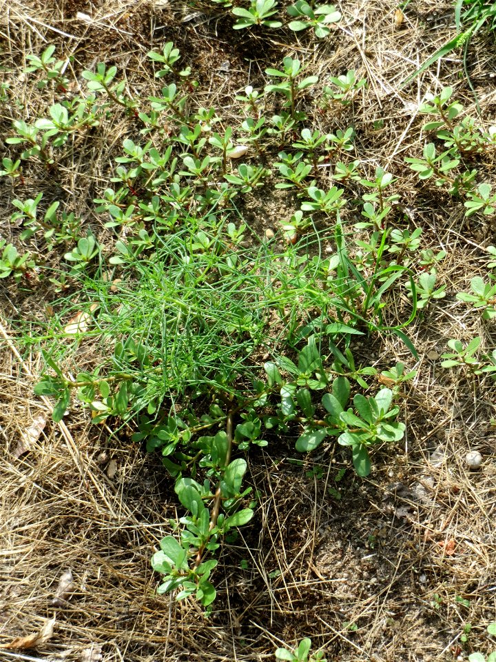 noch ganz junges Ruthenisches Salzkraut (Kali tragus oder Salsola tragus) an der A61 bei Hockenheim - der Winterstreudienst macht die Verbreitung des Salzkrauts am Autobahndamm möglich
