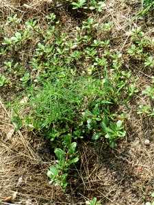 noch ganz junges Ruthenisches Salzkraut (Kali tragus oder Salsola tragus) an der A61 bei Hockenheim - der Winterstreudienst macht die Verbreitung des Salzkrauts am Autobahndamm möglich