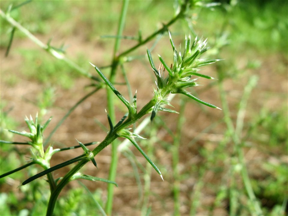 Ruthenisches Salzkraut (Kali tragus oder Salsola tragus) an der A61 bei Hockenheim im Blütenstand - nur bei genauem Hinsehen lassen sich die unscheinbaren Blüten erkennen - der Winterstreudienst macht