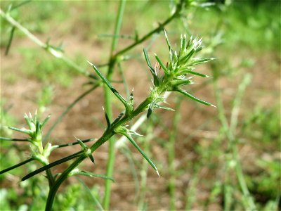 Ruthenisches Salzkraut (Kali tragus oder Salsola tragus) an der A61 bei Hockenheim im Blütenstand - nur bei genauem Hinsehen lassen sich die unscheinbaren Blüten erkennen - der Winterstreudienst macht