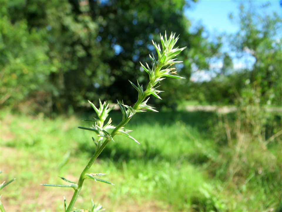 Ruthenisches Salzkraut (Kali tragus oder Salsola tragus) an der A61 bei Hockenheim im Blütenstand - nur bei genauem Hinsehen lassen sich die unscheinbaren Blüten erkennen - der Winterstreudienst macht