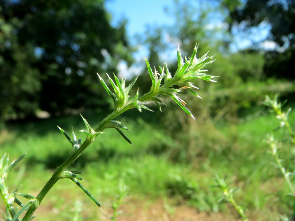 Ruthenisches Salzkraut (Kali tragus oder Salsola tragus) an der A61 bei Hockenheim im Blütenstand - nur bei genauem Hinsehen lassen sich die unscheinbaren Blüten erkennen - der Winterstreudienst macht