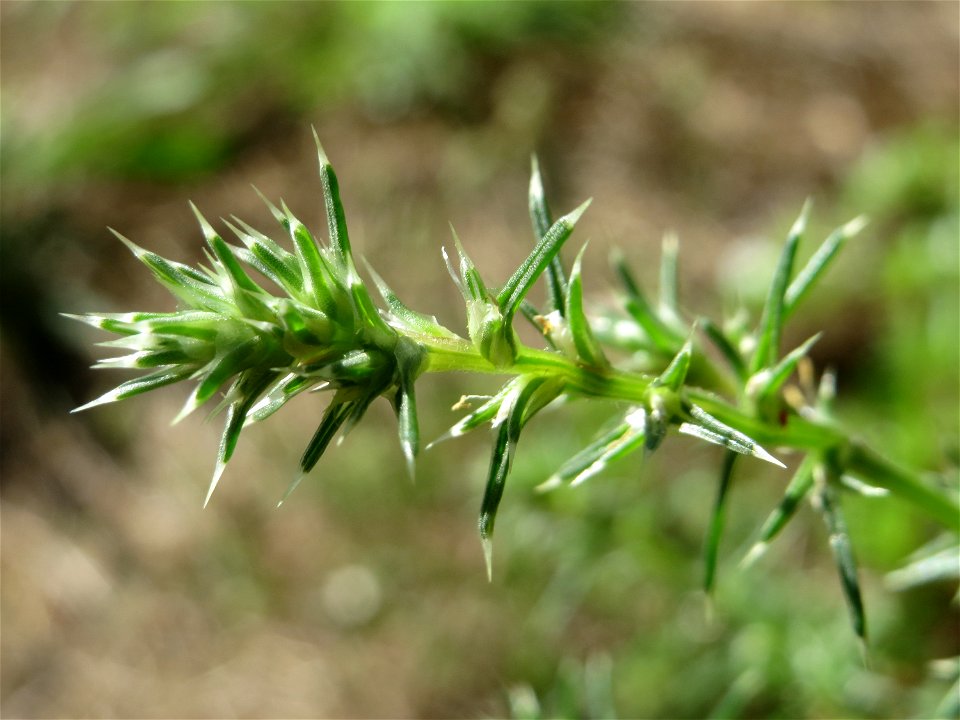 Ruthenisches Salzkraut (Kali tragus oder Salsola tragus) an der A61 bei Hockenheim im Blütenstand - nur bei genauem Hinsehen lassen sich die unscheinbaren Blüten erkennen - der Winterstreudienst macht