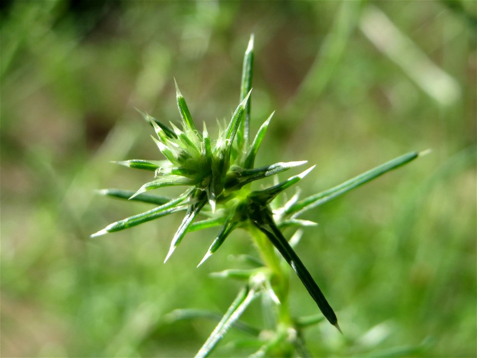 Ruthenisches Salzkraut (Kali tragus oder Salsola tragus) an der A61 bei Hockenheim im Blütenstand - nur bei genauem Hinsehen lassen sich die unscheinbaren Blüten erkennen - der Winterstreudienst macht