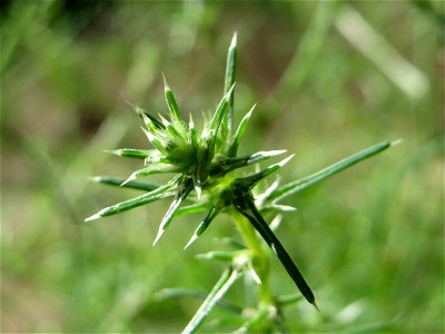 Ruthenisches Salzkraut (Kali tragus oder Salsola tragus) an der A61 bei Hockenheim im Blütenstand - nur bei genauem Hinsehen lassen sich die unscheinbaren Blüten erkennen - der Winterstreudienst macht
