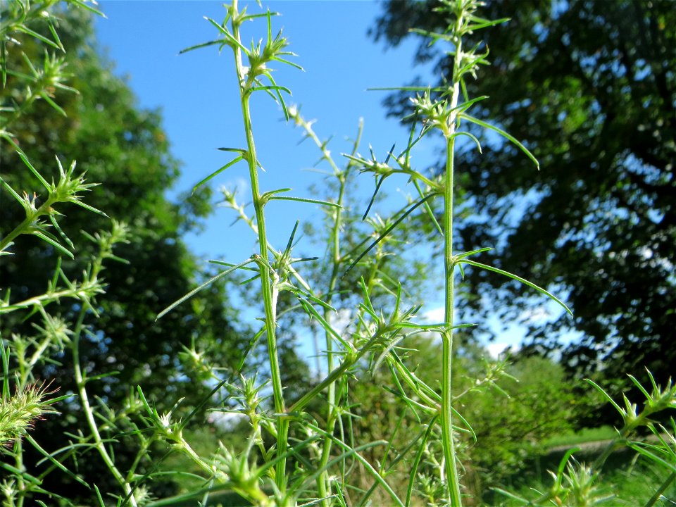 Ruthenisches Salzkraut (Kali tragus oder Salsola tragus) an der A61 bei Hockenheim im Blütenstand - nur bei genauem Hinsehen lassen sich die unscheinbaren Blüten erkennen - der Winterstreudienst macht