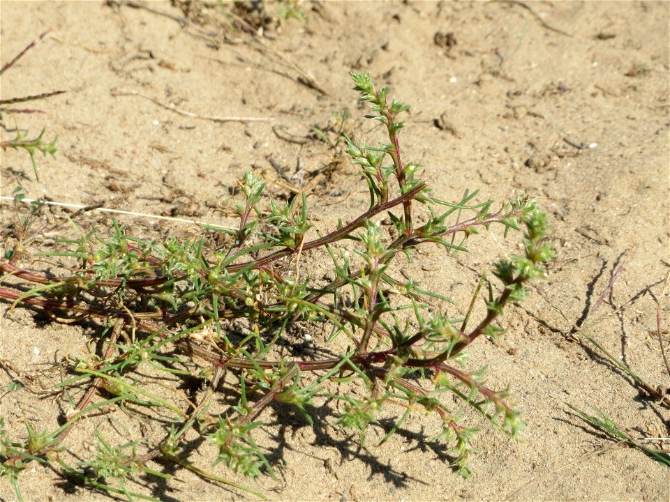 Ruthenisches Salzkraut (Kali tragus oder Salsola tragus) an der Friedenshöhe - Teilbereich vom Naturschutzgebiet „Oftersheimer Dünen“