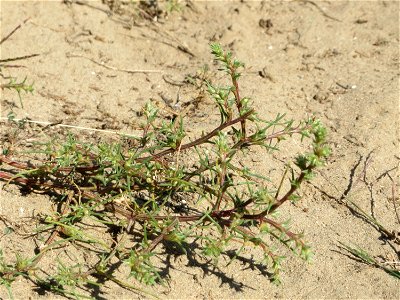 Ruthenisches Salzkraut (Kali tragus oder Salsola tragus) an der Friedenshöhe - Teilbereich vom Naturschutzgebiet „Oftersheimer Dünen“