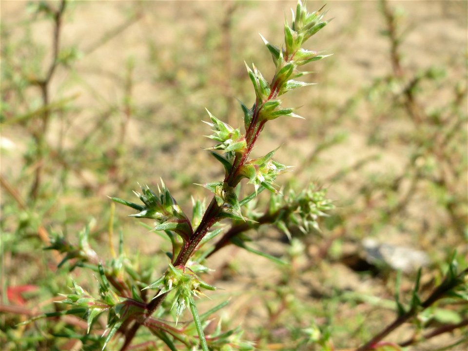 Ruthenisches Salzkraut (Kali tragus oder Salsola tragus) an der Friedenshöhe - Teilbereich vom Naturschutzgebiet „Oftersheimer Dünen“