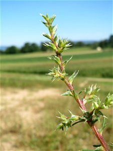 Ruthenisches Salzkraut (Kali tragus oder Salsola tragus) an der Friedenshöhe - Teilbereich vom Naturschutzgebiet „Oftersheimer Dünen“