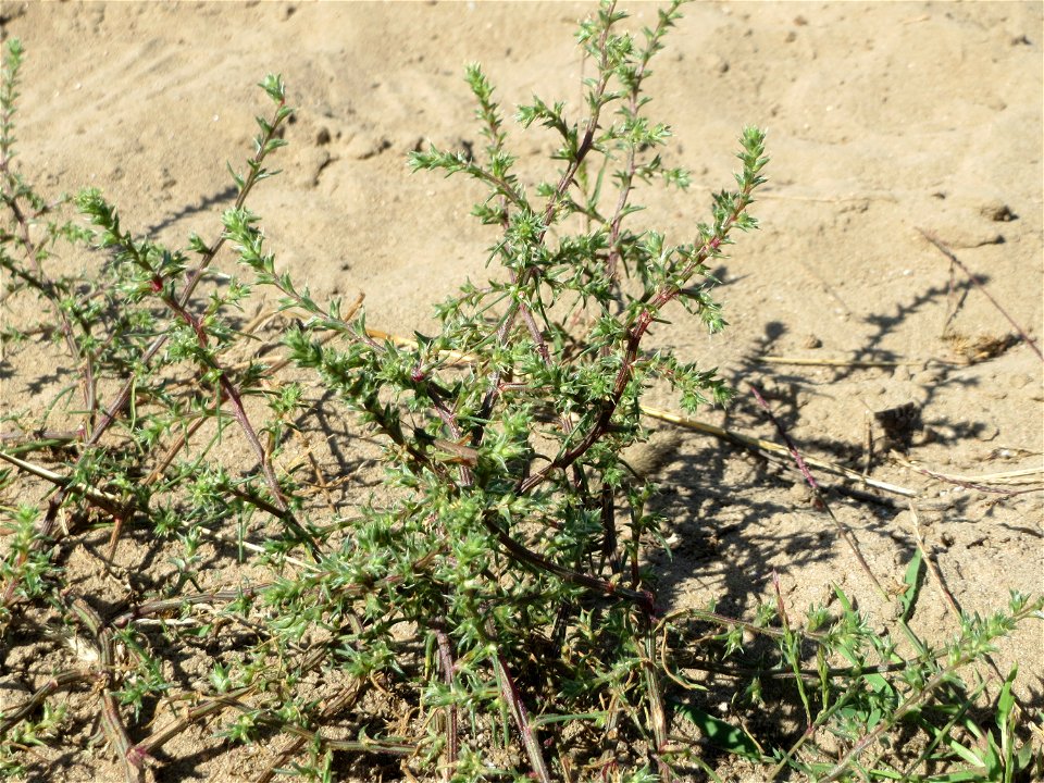Ruthenisches Salzkraut (Kali tragus oder Salsola tragus) an der Friedenshöhe - Teilbereich vom Naturschutzgebiet „Oftersheimer Dünen“