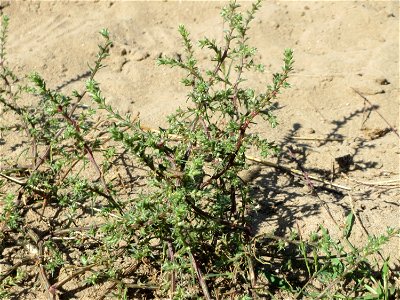 Ruthenisches Salzkraut (Kali tragus oder Salsola tragus) an der Friedenshöhe - Teilbereich vom Naturschutzgebiet „Oftersheimer Dünen“