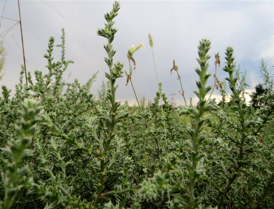Ruthenisches Salzkraut (Kali tragus oder Salsola tragus) auf einer kleinen Binnendüne (genannt „Wingertsbuckel“) bei Oftersheim (außerhalb vom Natur- und Landschaftsschutzgebiet „Oftersheimer Dünen“)