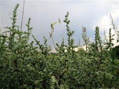 Ruthenisches Salzkraut (Kali tragus oder Salsola tragus) auf einer kleinen Binnendüne (genannt „Wingertsbuckel“) bei Oftersheim (außerhalb vom Natur- und Landschaftsschutzgebiet „Oftersheimer Dünen“)