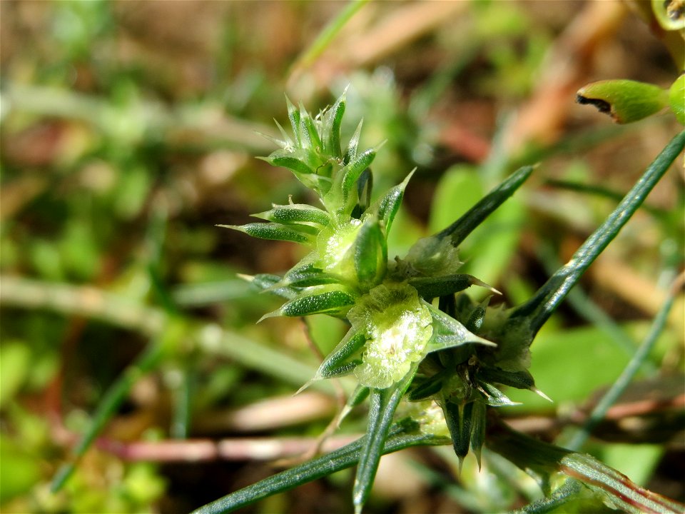Ruthenisches Salzkraut (Kali tragus) auch (Salsola tragus) an der A61 bei Hockenheim - der Winterstreudienst macht die Verbreitung des Salzkrauts am Autobahndamm möglich