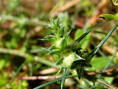 Ruthenisches Salzkraut (Kali tragus) auch (Salsola tragus) an der A61 bei Hockenheim - der Winterstreudienst macht die Verbreitung des Salzkrauts am Autobahndamm möglich