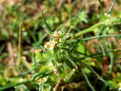 Ruthenisches Salzkraut (Kali tragus) auch (Salsola tragus) an der A61 bei Hockenheim - der Winterstreudienst macht die Verbreitung des Salzkrauts am Autobahndamm möglich