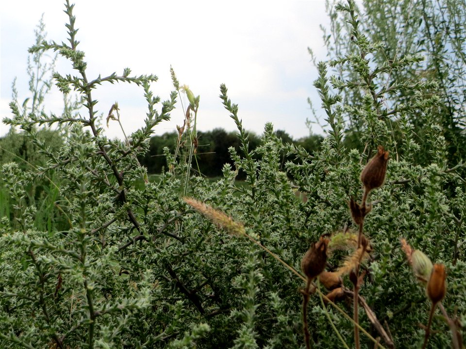 Ruthenisches Salzkraut (Kali tragus oder Salsola tragus) auf einer kleinen Binnendüne (genannt „Wingertsbuckel“) bei Oftersheim (außerhalb vom Natur- und Landschaftsschutzgebiet „Oftersheimer Dünen“)